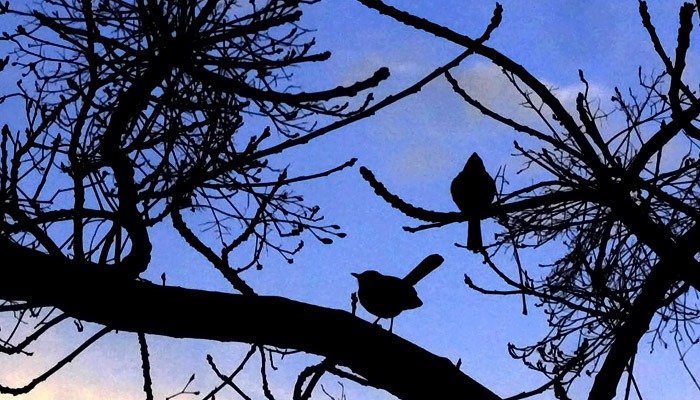 Pakistan Weather Update: PMD Predicts Cold Weather in Next 24 Hours Pakistan Weather Update: PMD Predicts Cold Weather in Next 24 Hours